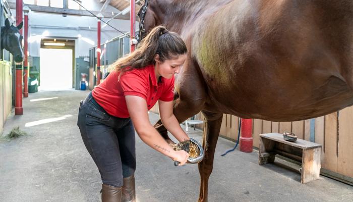 Professionista del cavallo AFC