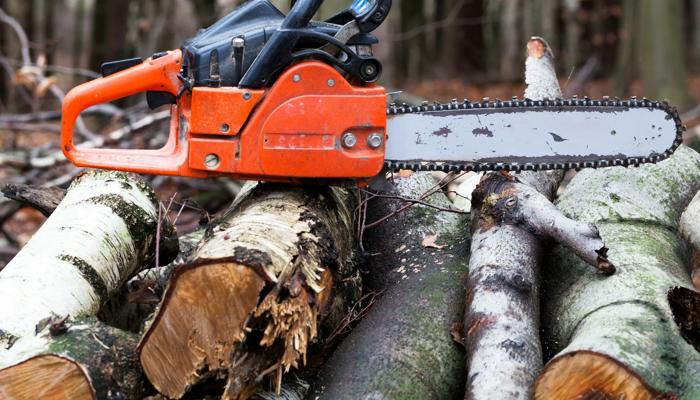 Scienze ambientali, scienze forestali