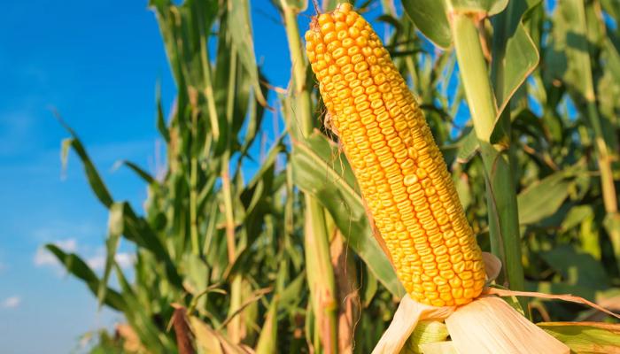 Scienze agrarie