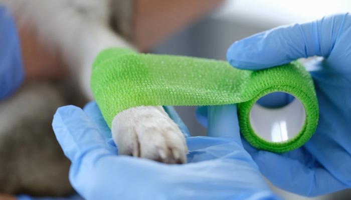 Veterinärmedizin