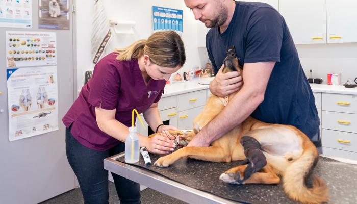 Assistant-e en médecine vétérinaire CFC 